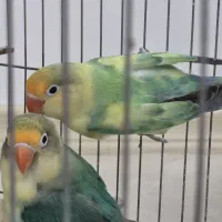 لاوبرد سرلاک خور خوش نژاد