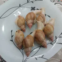 حلزون|خزنده|اصفهان, دارک|دیوار