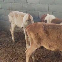 گوساله ماده ۳راس|حیوانات مزرعه|کوهدشت, |دیوار