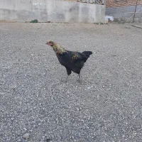 خروس لاری و غاز محلی|حیوانات مزرعه|بیله سوار, |دیوار