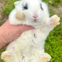 هدیه روز دختر خرگوش عروسکی|موش و خرگوش|مشهد, دانشجو|دیوار