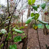 پکیج کامل(شالی،زمین،ویلاوباغ)کنارهم گیلان رشت سنگر|فروش خانه و ویلا|سنگر, |دیوار