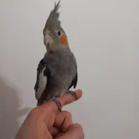 سه تا جوجه عروس هلندی دستی و آماده حرف زدن