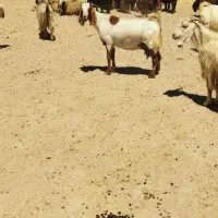 فروش بز
