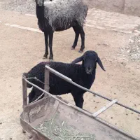 میش‌بره‌دار‌بره‌خرج‌خور