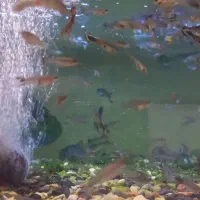 آکواریوم باماهی|ماهی|رشت, بوسار|دیوار