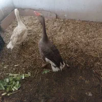 فروش غاز محلی