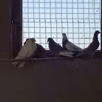 کبوتر|پرنده|میبد, |دیوار