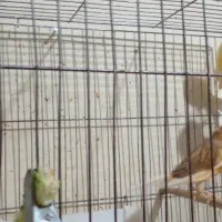سه جوجه قناری یک ساله تن نخورده|پرنده|تهران, مخصوص|دیوار