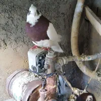 کبوتر خانگی|پرنده|مرودشت, بیست متری بیمارستان|دیوار