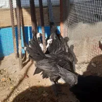 نیمچه ایام سمانی و جوجه گلین