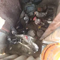 مرغ خروس حراج|حیوانات مزرعه|لوندویل, |دیوار