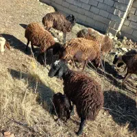 میش زایده|حیوانات مزرعه|هشتگرد, تهران دشت|دیوار