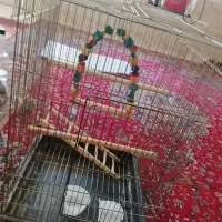 باسلام یک عدد قفس به فروش میرسد