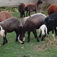 ۲۰عدد گوسفند داشتی همه کاوی|حیوانات مزرعه|ساری, |دیوار