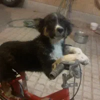 فقط سرپرستی سگ را به عهده بگیرید