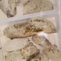 عسل طبیعی وحشی|خوردنی و آشامیدنی|تهران, دولاب|دیوار