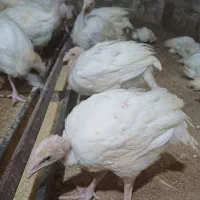 بوقلمون