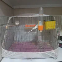 مرغ عشق باقفس باغذاخوری وآب خوری و ارزن کتان|پرنده|طبس, |دیوار