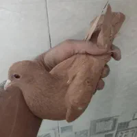 ۲تا زرد ۱گلی ۱زاغ ریشی|پرنده|زرند, |دیوار