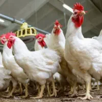 فروش-مرغداری-مرغ-مادر-در-مازندران