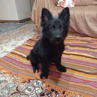 توله ژرمن بلک شولاین موبلند