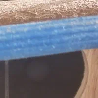 عروس هلندی|پرنده|خمینیشهر, |دیوار