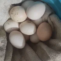 تخم مرغ