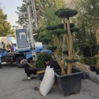 خدمات باغبانی لواسان فشم میگون شمشک درسراسر لواسان|خدمات باغبانی و درختکاری|لواسان, |دیوار