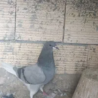 طوقی..خرقه|پرنده|اصفهان, سودان|دیوار