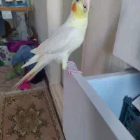 عروس هلندی نر