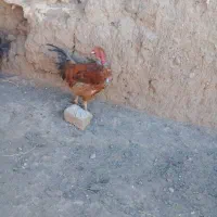 خروس سه عدد|حیوانات مزرعه|تربت جام, میان جام|دیوار