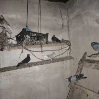 فروش ۲۰ عدد کبوتر خوب جفت ۴۰۰ تومان|پرنده|کاکی, |دیوار