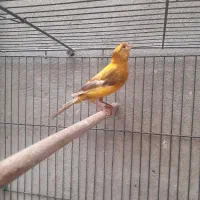 قناری نر|پرنده|کرمان, |دیوار