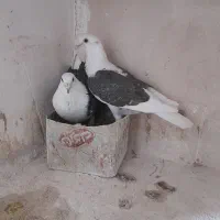 پشتی|پرنده|تربت جام, حافظ|دیوار