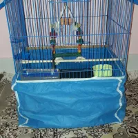 قفس عروس هلندی