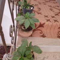 گل ها فروشی