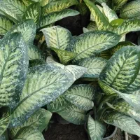 گل و گلدان|گل و گیاه طبیعی|ارومیه, |دیوار