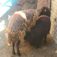 میش بره دار کاور بره دار تقلی بره بزرگ نر زاییده