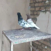کبوتر سرته