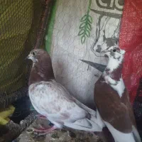 کبوتر