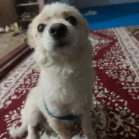 سگ پامر روباهی