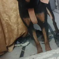 واگذاری سگ روتوایلر