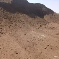 کودگاوشیری پوسیده|خدمات باغبانی و درختکاری|رباط‌کریم, رباط‌کریم|دیوار