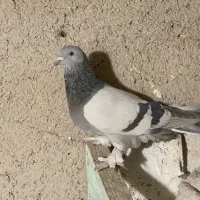 کفتر بهبهانی|پرنده|شیراز, حومه شیراز|دیوار
