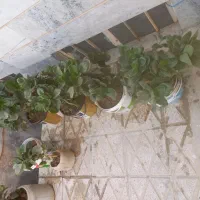 گل قاشقی  خیلی قشنگ دونه ای ۷۰ هزار همه باهم ۶۰|گل و گیاه طبیعی|قوچان, |دیوار