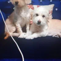 دوعدد سگ شیتزو تریر ماده