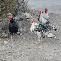 چهار عدد بوقله نر