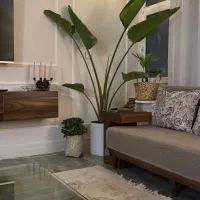 گیاه نخل نیکولای تنه قرمز وارداتی