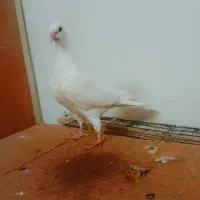 کبوتر نوک ریز|پرنده|بوئین زهرا, |دیوار